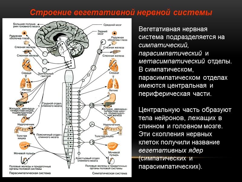 Строение вегетативной нервной системы  Вегетативная нервная система подразделяется на симпатический, парасимпатический и метасимпатический